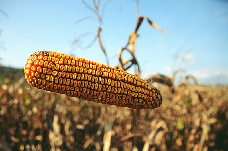 nasiona-kukurydzy